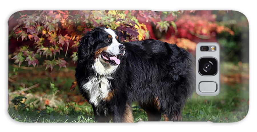 Animals Galaxy Case featuring the photograph Bernese Mountain Dog 03 by Bob Langrish