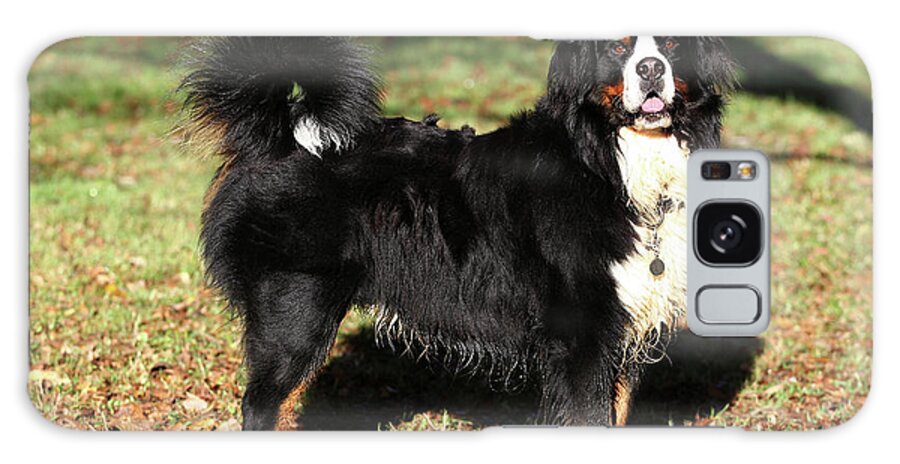 Animals Galaxy Case featuring the photograph Bernese Mountain Dog 06 by Bob Langrish