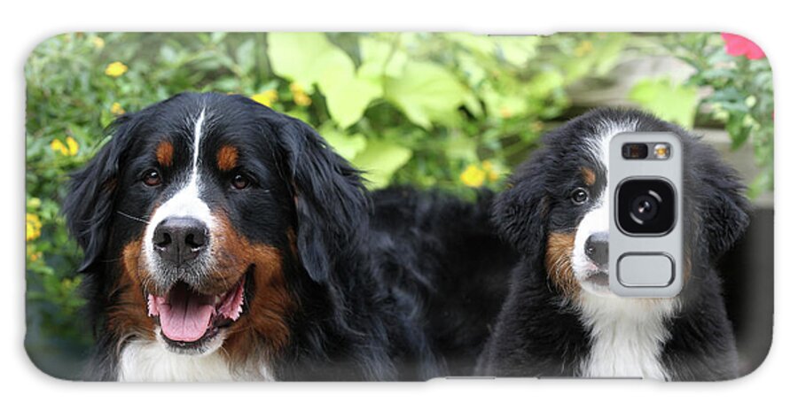 Animals Galaxy Case featuring the photograph Bernese Mountain Dog 17 by Bob Langrish