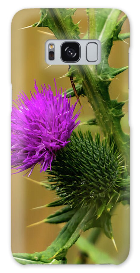 Outdoors Galaxy Case featuring the photograph Between The Flower And The Thorn by Silvia Marcoschamer