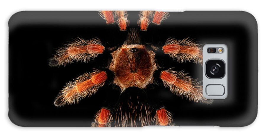 Spider Galaxy Case featuring the photograph Big Spider Brachypelma Boehmei by Sergey Taran