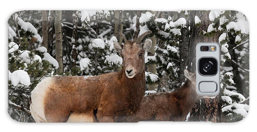 Wildlife Galaxy Case featuring the photograph Bighorn Sheep in Deep Snow by Steven Krull