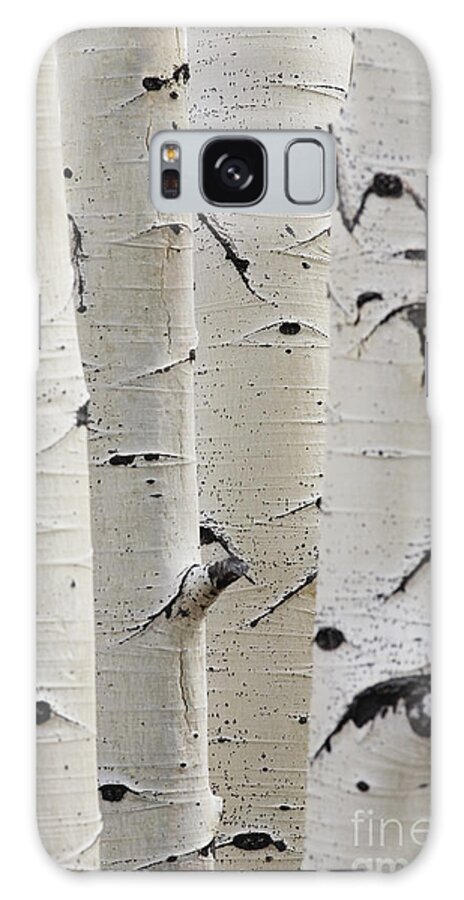 Silver Birch Tree Galaxy Case featuring the photograph Birch Trees In A Row Close-up Of Trunks by Sirtravelalot