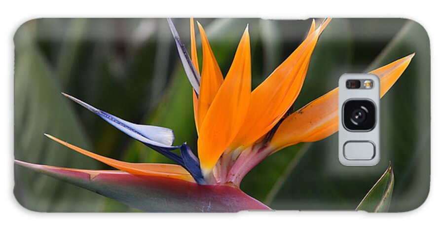  Galaxy Case featuring the photograph Bird of Paradise by Ben Foster