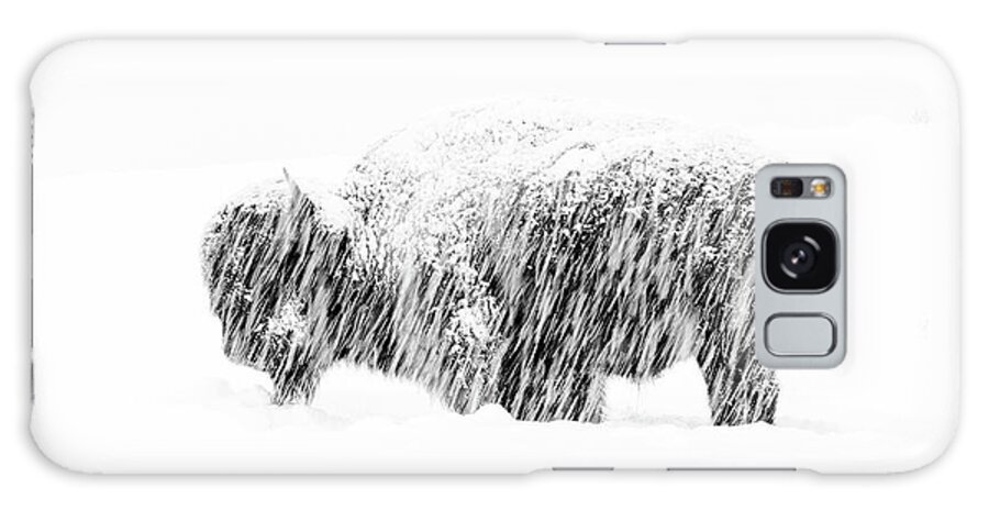 American Bisonbison Bisonnorth Americausaunited States Of Americawyomingyellowstone National Parkanimalbrownmammalnatureungulatewildlifewintersnowmax Waughyellowstone18win Buffalo Wildlife Photographer Of The Year Wpy55 Snow Exposure Galaxy Case featuring the photograph Bison in Painted Snow by Max Waugh
