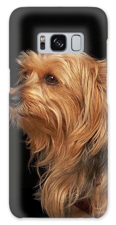 Pets Galaxy Case featuring the photograph Black And Brown Yorkie Left Profile On by M Photo