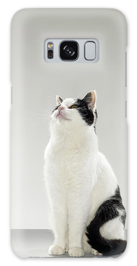 Pets Galaxy Case featuring the photograph Black And White Cat, Looking Up by Michael Blann