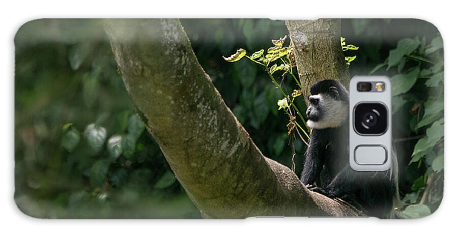 Uganda Galaxy Case featuring the photograph Black and White Colobus by Brian Kamprath