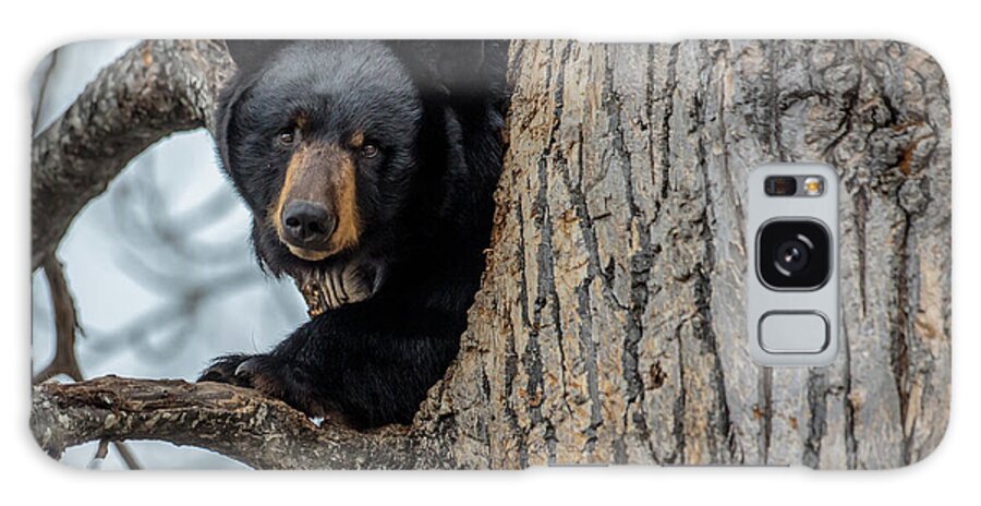 Sam Amato Photography Galaxy Case featuring the photograph Black Bear in a Cottonwood Tree by Sam Amato