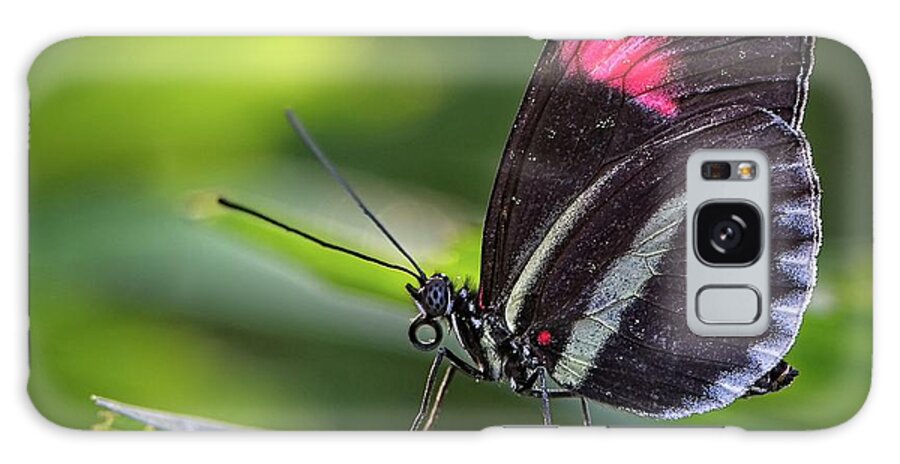 Butterfly Galaxy Case featuring the photograph Black butterfly by Phillip Rubino