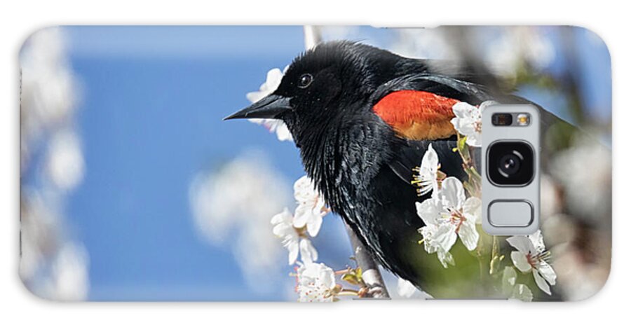 Red-winged Blackbird Galaxy Case featuring the photograph Blackbird in Spring by Randy Hall
