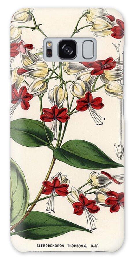Africa Galaxy Case featuring the drawing Bleeding glory-bower. Flowers of the Gardens and Hothouses of Europe, Ghent, Belgium, 1862-65. by Album
