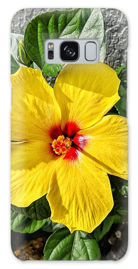 Flower Galaxy Case featuring the photograph Bloom and Shine by Portia Olaughlin