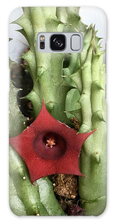 Cactus Blooming Flowers Plants Green Red Budding Flowering Galaxy Case featuring the photograph Blooming Cactus by Suzanne Udell Levinger