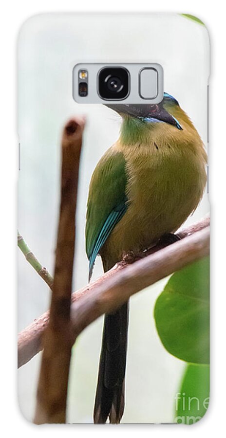 Blue Galaxy S8 Case featuring the photograph Blue-crowned Motmot by Ed Taylor