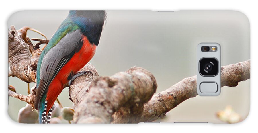 Feather Galaxy Case featuring the photograph Blue Crowned Trogon Male At A Fruit by Ra'id Khalil