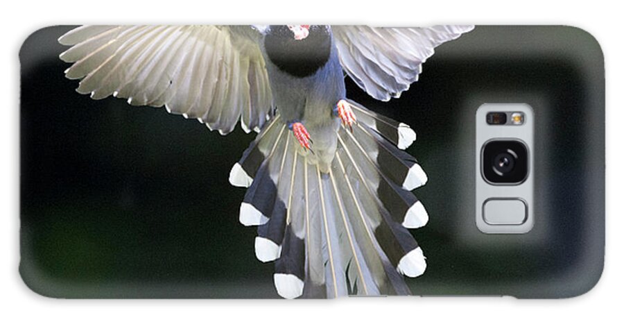 Magpie Galaxy Case featuring the photograph Blue Magpie Flying by Richard Mcmanus