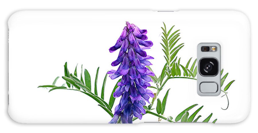 Pea Galaxy Case featuring the photograph Blue Vetch Vicia species dainty cluster bluish purple wildflowers white background green leaf by Robert C Paulson Jr