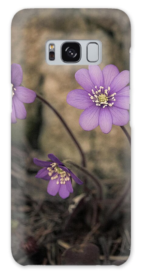 Common Galaxy Case featuring the photograph Blue violet anemone flower growing in a stone wall by Amanda Mohler
