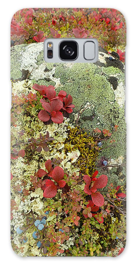 Natural Pattern Galaxy Case featuring the photograph Blueberries, Lichens, Tundra In Fall by Eastcott Momatiuk