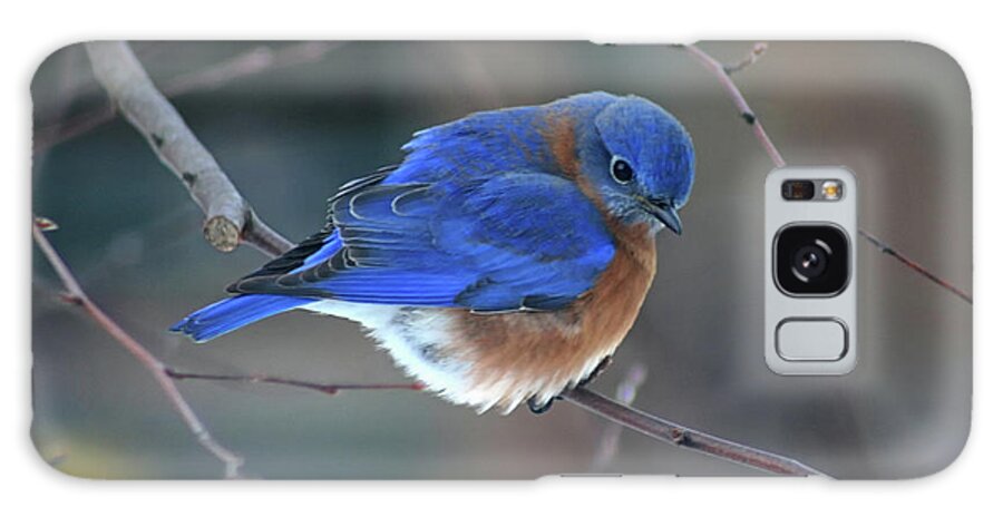 Bluebird Galaxy Case featuring the photograph Bluebird in Winter by Karen Adams