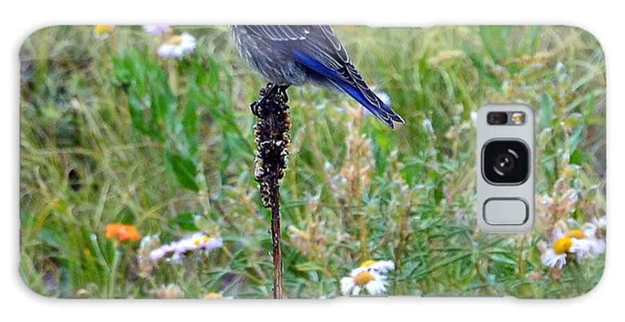 Bluebird Galaxy Case featuring the photograph Bluebird Perch by Dorrene BrownButterfield