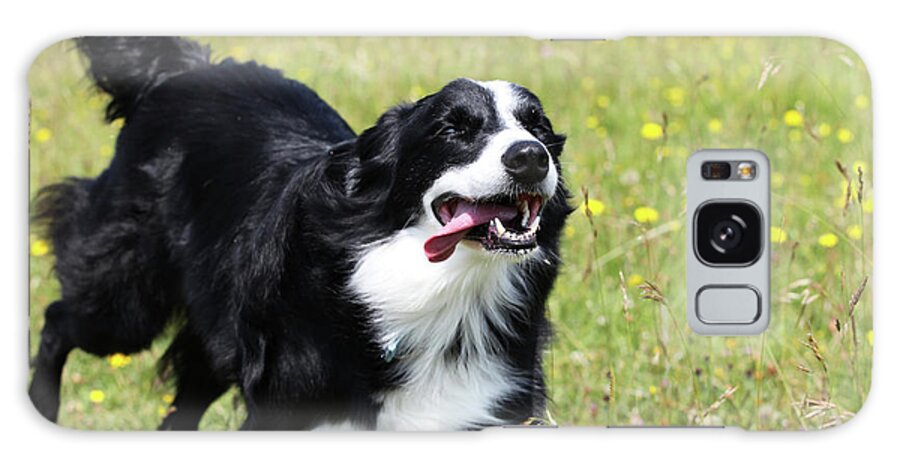 Animals Galaxy Case featuring the photograph Border Collie 22 by Bob Langrish
