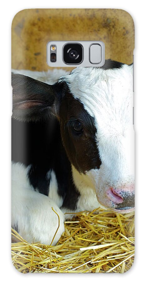 Population Explosion Galaxy Case featuring the photograph Born Calf by Naphtalina