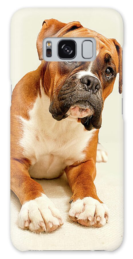 Pets Galaxy Case featuring the photograph Boxer Dog On Ivory Backdrop by Danny Beattie Photography