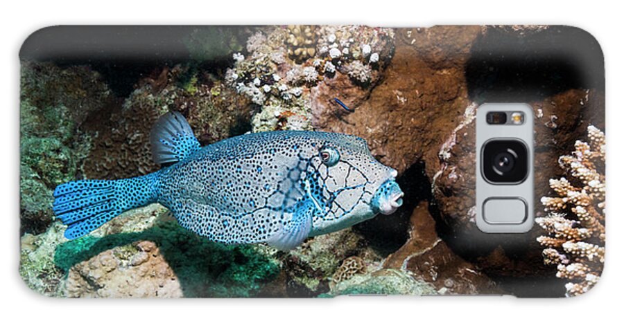 Male Animal Galaxy Case featuring the photograph Boxfish Or Trunkfish by Georgette Douwma