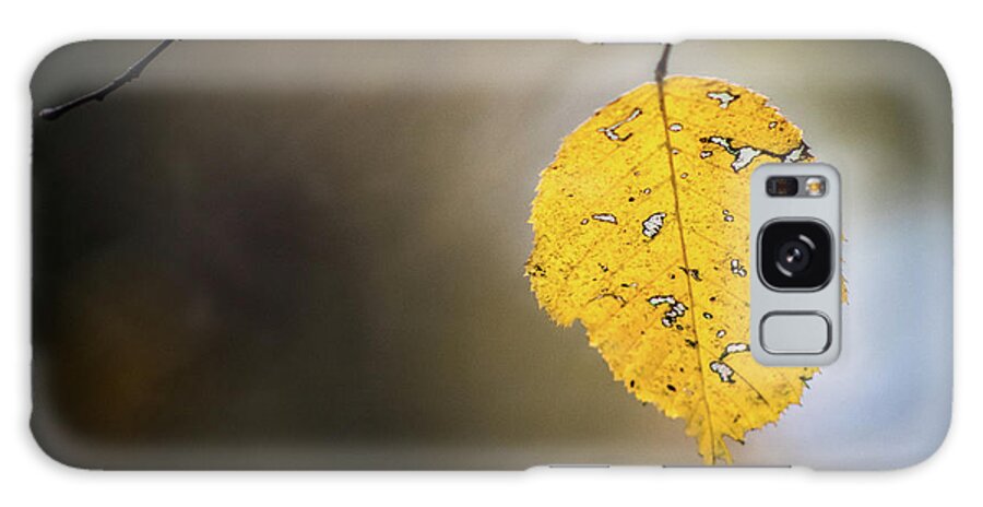 Fall Galaxy Case featuring the photograph Bright Fall Leaf 7 by Michael Arend