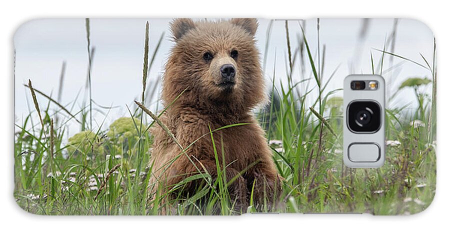 Bear Galaxy Case featuring the photograph Brown Bear Cub in a Meadow by Mark Hunter