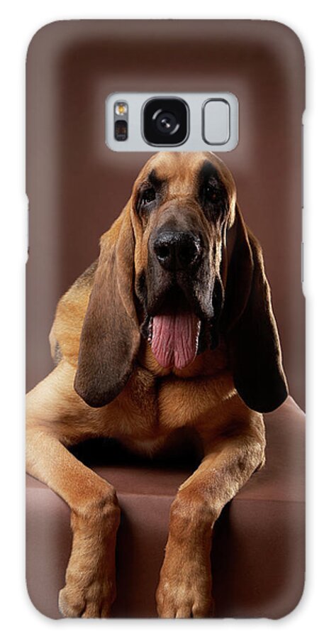 Pets Galaxy Case featuring the photograph Brown Bloodhound Dog Lying On Bench by Chris Amaral