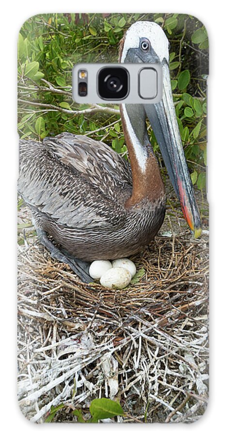 Animals Galaxy Case featuring the photograph Brown Pelican Brooding Eggs In Nest by Tui De Roy