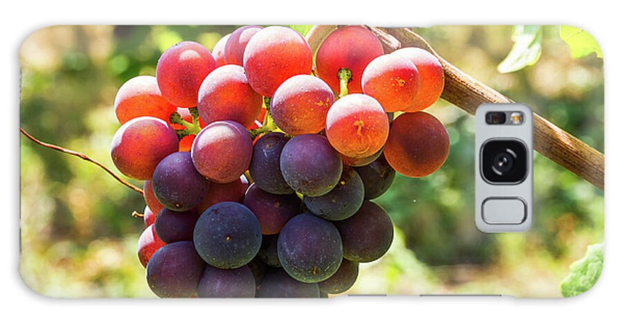 Grape Galaxy Case featuring the photograph Bunch of grapes - 4 by Paul MAURICE
