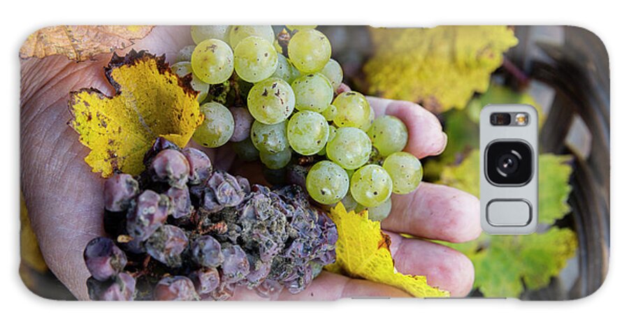 Estock Galaxy Case featuring the photograph Bunch Of Riesling Grapes by Massimo Ripani