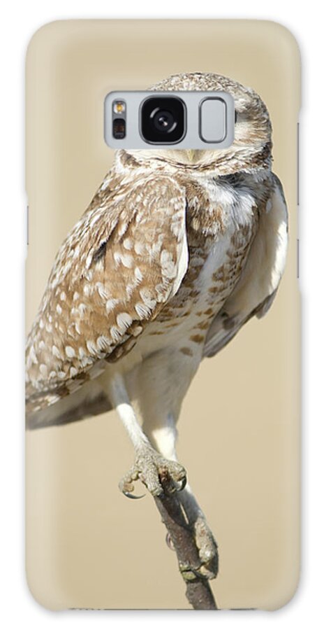 Animal Themes Galaxy Case featuring the photograph Burrowing Owl Athene Cunicularia by Josh Miller Photography
