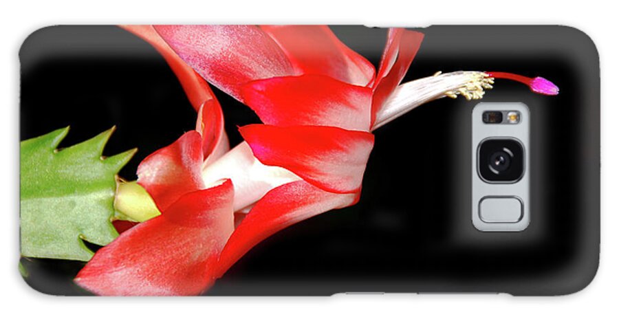 Black Background Galaxy Case featuring the photograph Cactus Flower by Jeff R Clow