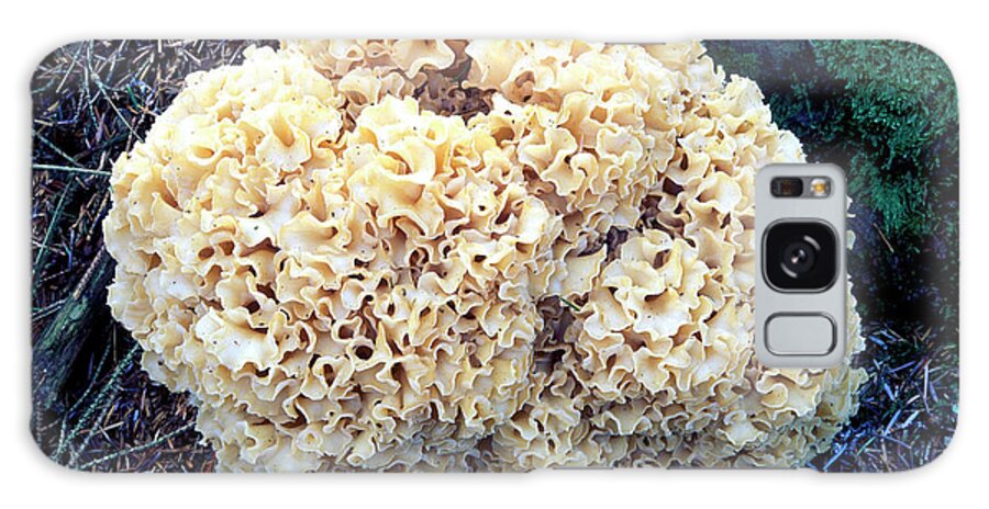 Sparassis Crispa Galaxy Case featuring the photograph Cauliflower Fungus (sparassis Crispa) by Dr Keith Wheeler/science Photo Library