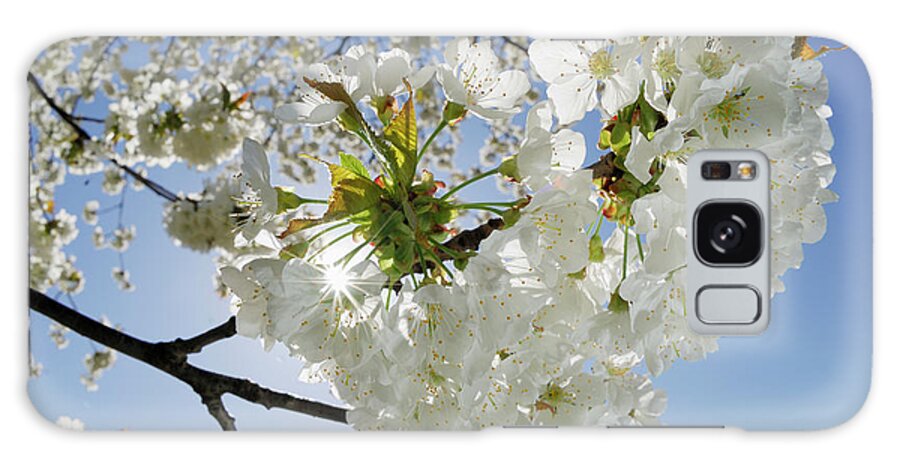 Clear Sky Galaxy Case featuring the photograph Cherry Blossom, Close Up by Martin Ruegner
