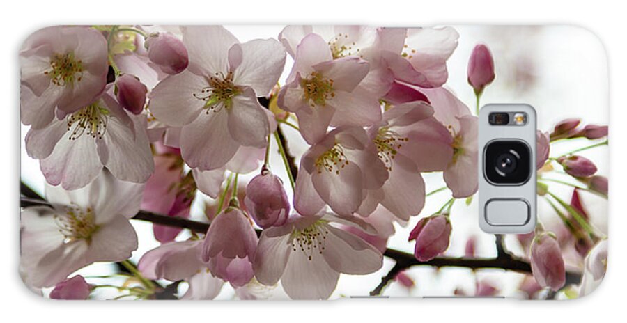 Cherry Blossoms Galaxy Case featuring the photograph Cherry Blossoms by Aashish Vaidya
