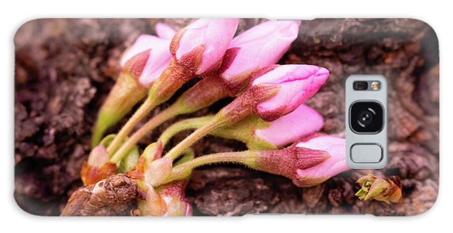 Cherry Tree Buds Galaxy S8 Case featuring the photograph Cherry Tree Buds by Todd Henson