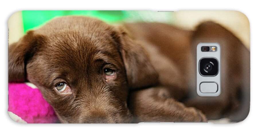 Chocolate Labrador Galaxy Case featuring the photograph Chocolate Labrador Puppy Lying On Floor At Home by Cavan Images