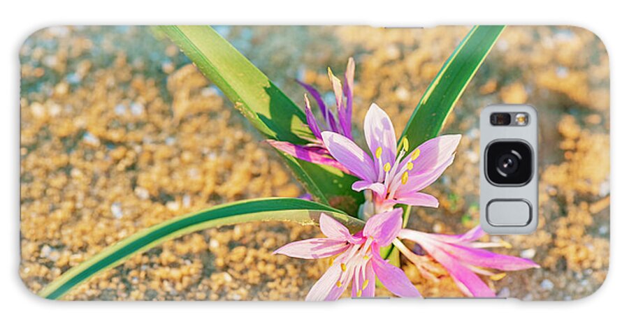 Colchicum Ritchii Galaxy Case featuring the photograph Colchicum Ritchi by Benny Woodoo