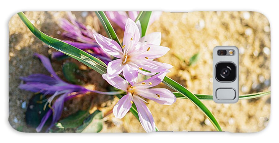 Colchicum Ritchii Galaxy Case featuring the photograph Colchicum ritchii by Benny Woodoo