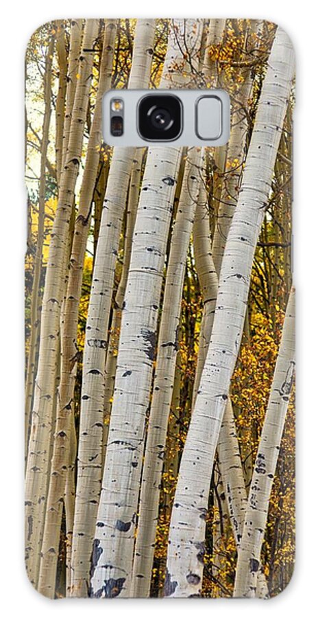 Colorado Galaxy S8 Case featuring the photograph Colorado Aspens by Tom Gresham