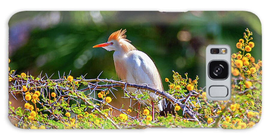 Egret Galaxy Case featuring the photograph Colorful Cattle Egret by Anthony Jones