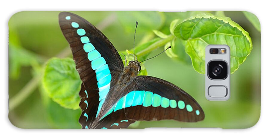 Tropical Rainforest Galaxy Case featuring the photograph Common Bluebottle Graphium Sarpedon Of by Tcp