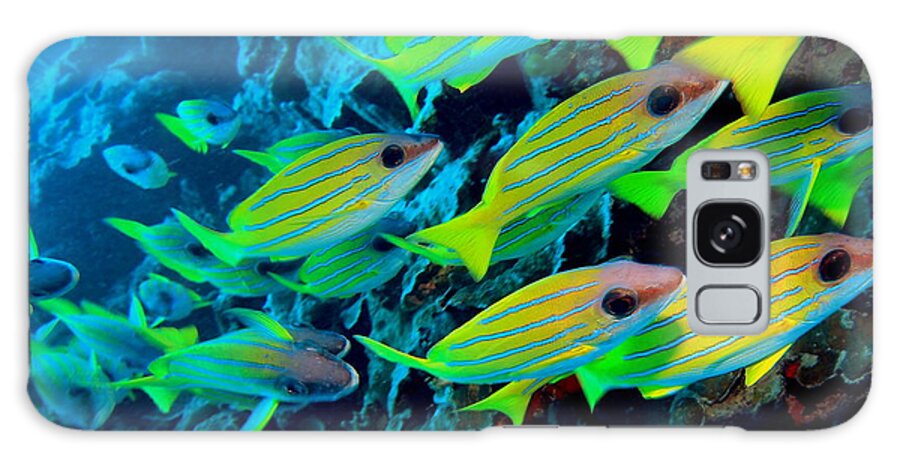 Underwater Galaxy Case featuring the photograph Common Bluestripe Snapper, Maldives by Takau99