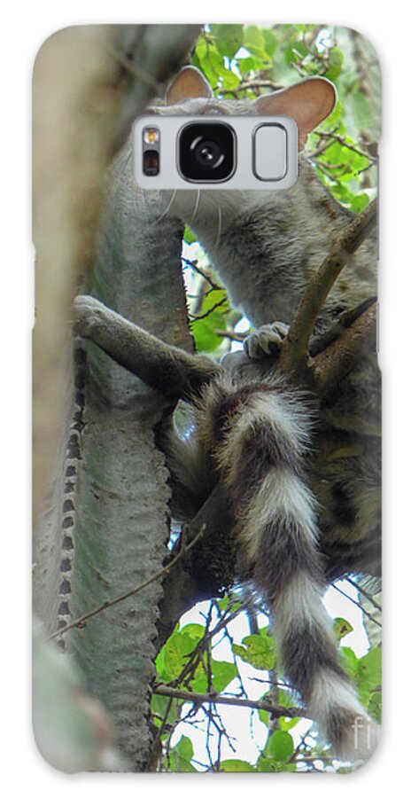 Common Genet Galaxy Case featuring the photograph common genet Genetta genetta in a tree c2 by Guy Sion